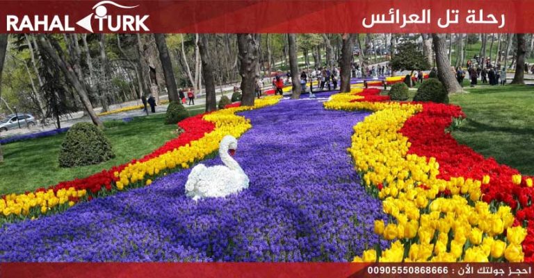 رحلة-تل-العرائس