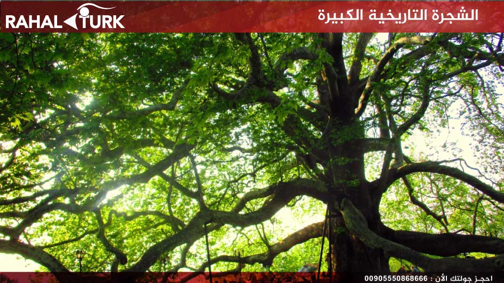 الشجرة التاريخية الكبيرة