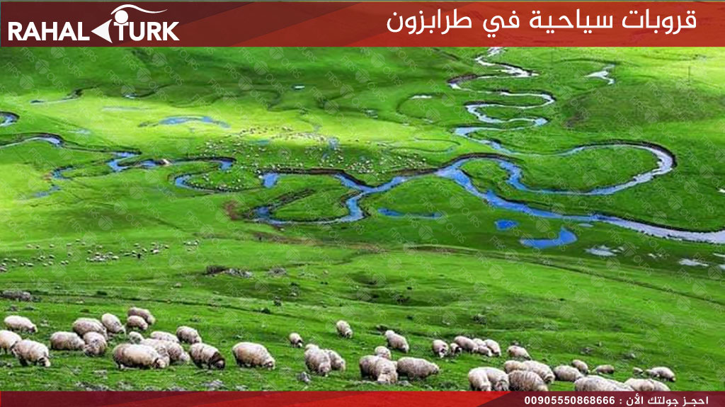 بيرشمبا
