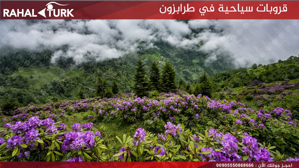 قروبات سياحية كياباشي